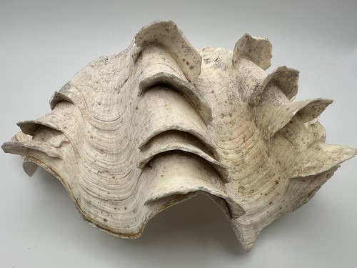 Natural Giant Clam Shell Tridacna Fluted Ribbed Nautical Coastal Decor