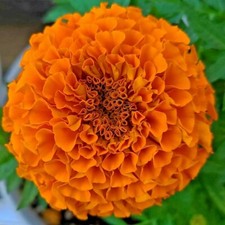 AUFRECHTE STUDENTENBLUME RIESE VON HAWAII 25+ Samen - Tagetes erecta Ed 106