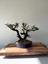 AWESOME! Juniperus Chinensis - Parsonii Juniper Pre-Bonsai, 15 Years, Huge Trunk
