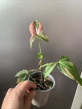 Syngonium "Pink Splash" high variegation Indoor houseplant