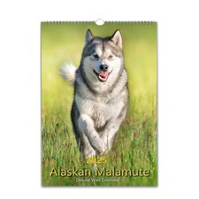 Alaskan Malamute Dog photo calendar 2026/27 personalised Choose Start