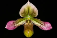 Paphiopedilum Shirley Amundson #2  (acmodontum x hookerae), in spike