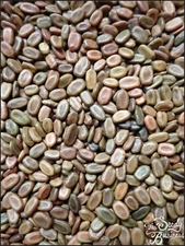 Vachellia (Acacia) seyal - Red Acacia - 20 or 100 seeds for planting