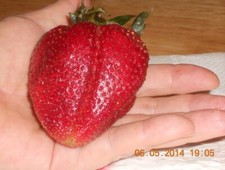 Strawberry "Gigantella Maxim" 100 seeds for propagation
