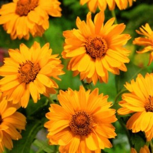 Sonnenauge Schnittblume Stauden Steingarten Beete Winterhart 40 Samen Nr 313 Ebay