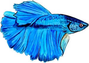 beta betta siamese freshwater