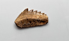 Notorynchus Cepedianus Shark Tooth 46mm