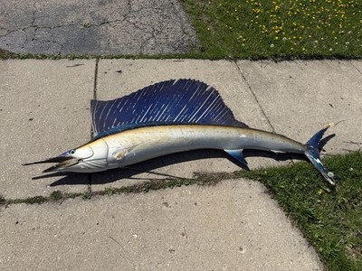 Large 96'' Sailfish Taxidermy Wall Mount - Atlantic Sailfish Decor - 8 Foot As Is