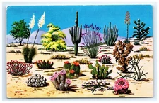 Postcard Cacti and Desert Flora of the Great Southwest Unposted Chrome