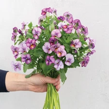 Viola Floral Power Plum Antique: 50 seeds