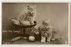 1930s British Cute Fluffy Kittens Long Hair Cat vintage photo postcard