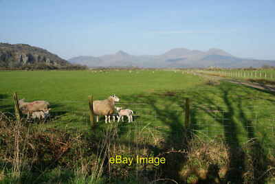 Photo 12x8 Sheep on Traeth Mawr The sheep can enjoy the fertile reclaimed  c2012