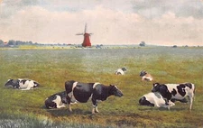 Steppe Field Cow Cattle Laying Windmill vintage postcard