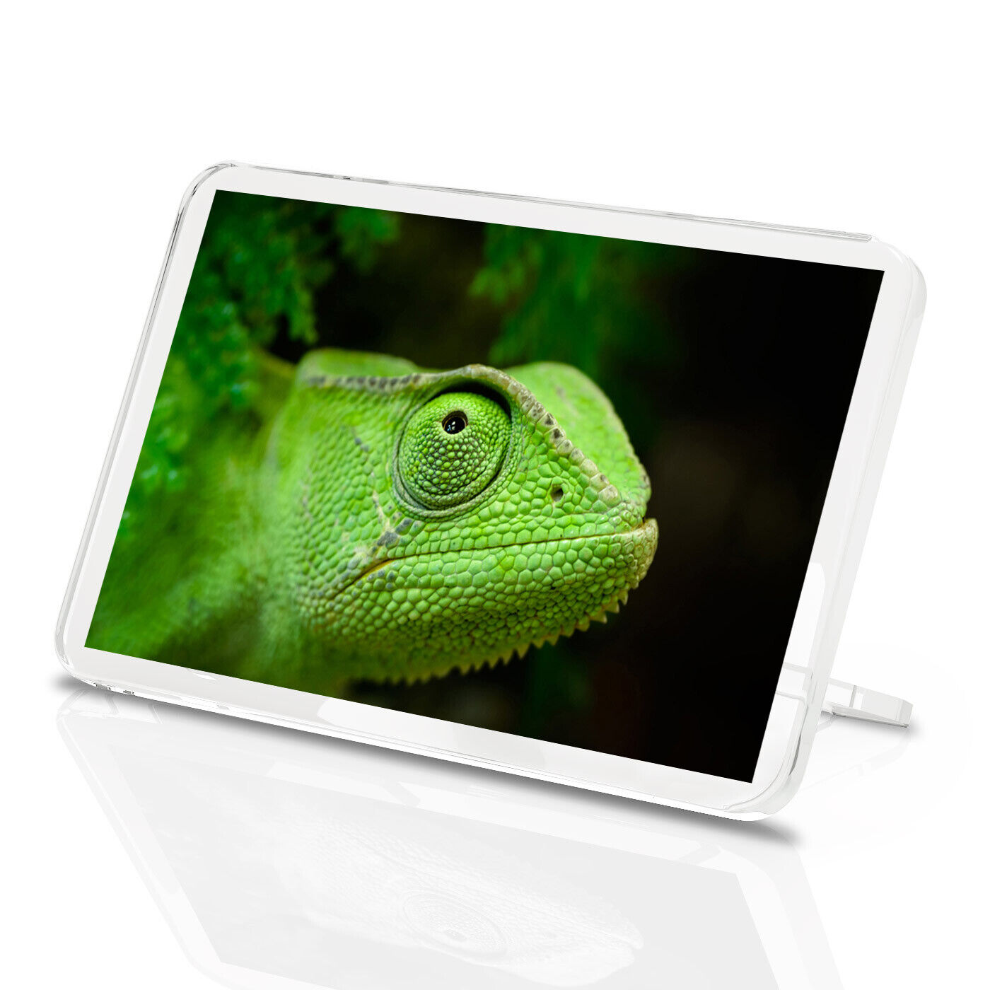 Green Chameleon Classic Fridge Magnet - Iguana Lizard Reptile Wild Gift #8590