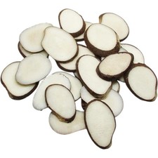 Ecuador 20x Fair Trade ecuador Raw Unpolished Vegan Tagua Nut Slices XL