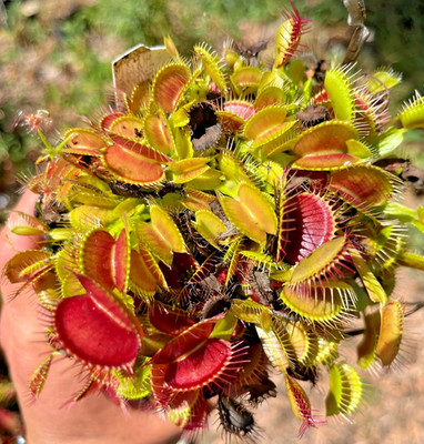 Venus Flytrap MEGATRAPS aka G17 Dionaea Muscipula BEAUTIFUL!