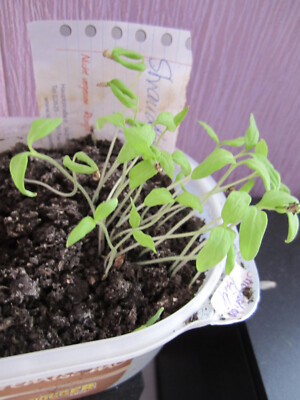 hopfen saatgut BIO Hopfen Samen