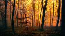 Landscape nature trees forest leaves branch mist Custom Gaming Mat Desk