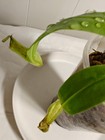 Nepenthes [mirabilis x (viking x ampullaria)] – Seed grown — photo 2