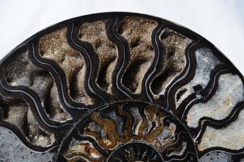 9904xx RARE 1in100 BLACK Ammonite PAIR Deep Crystals 110myo FOSSIL XL 203mm 8.0" - Picture 3 of 9