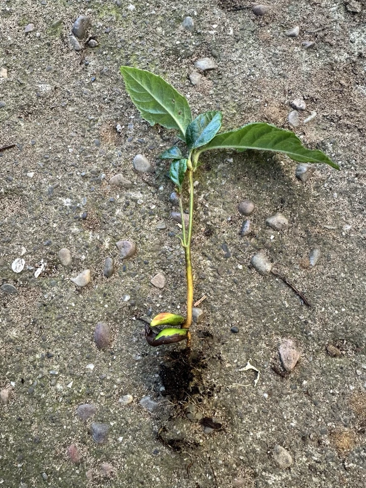 5inch Loquat Tree Live 2xPlant Starter Plants - Image 2 of 2