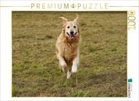 Calvendo Puzzle Golden Retrievers In Action | 1000 Pieces, Finished Size 25.2 ×