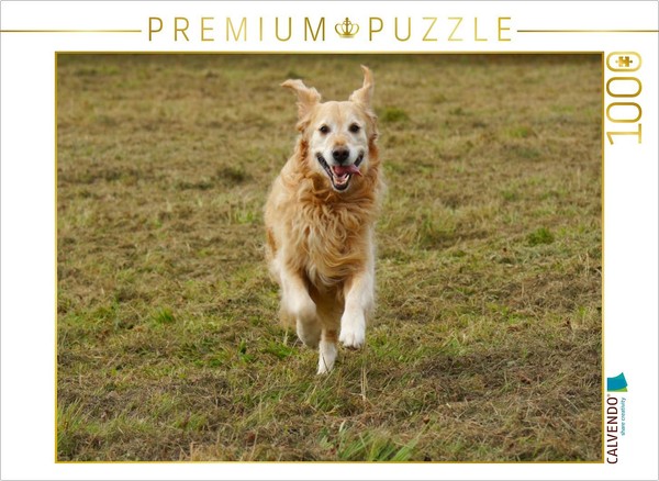 Calvendo Puzzle Golden Retrievers In Action | 1000 Pieces, Finished Size 25.2 ×-image