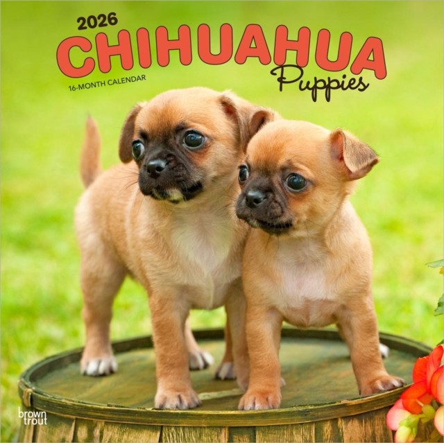 Chihuahua Puppies  Chihuahua Welpen 2026   by Browntrout Publishers