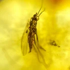 Baltic Amber with Prehistoric Insect Inclusion with 4x Magnifying Case and COA