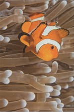 Clownfish in Sea Anemone 2024 New Image Card 4x6 15040.3