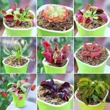 50 Cordyceps Seed Venus Flytrap Seeds Potted Flower Plant Seeds