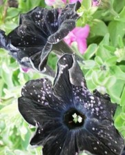 ♫ SURFINIA Pétunia 'Noir' Rare !!! ♫ Graines ♫ Plante à Suspendre ou Rocaille ♫