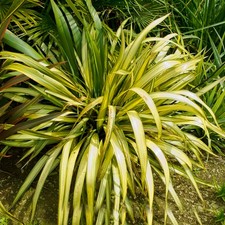 Phormium Yellow Wave New Zealand Flax Evergreen Outdoor Hardy Garden
