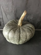 15 GRAINES DE 🌿 COURGE QUEENSLAND BLUE🌿 BIO