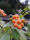 Bild 7 von 11