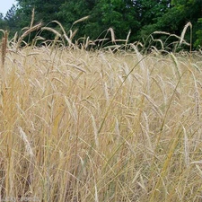 WREN'S ABRUZZI WINTER RYE GRAIN 228G SEED 50LBS Bags