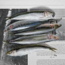 Sardinen Bild Gemälde auf Zeitung Original Fisch Meer Ölgemälde Ölbild