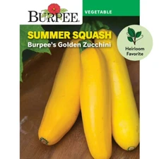 Burpee Burpee's Golden Zucchini Summer Squash Seeds Hierloom Full Sun Seed Pack
