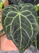 Anthurium Crystallinum XXXL LARGE Flowers