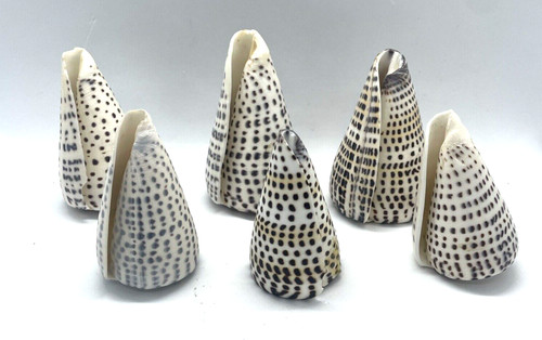 Conus Leopardus (Leopard Cone) Set Of 6 80-95mm