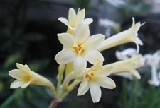 3 RARE Cyrtanthus Mackenii Cream bulbs~Amaryllis Relative