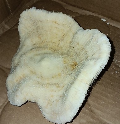 Natural white Coral Ocean Beach Decor Specimen... medium size