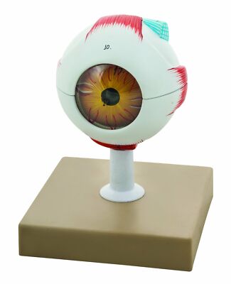 Eisco Labs Human Eye Model, 3X Enlarged - 7 Parts