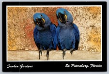 Vintage Sunken Gardens St. Petersburg FL Postcard Hyacinth Macaws Parrots