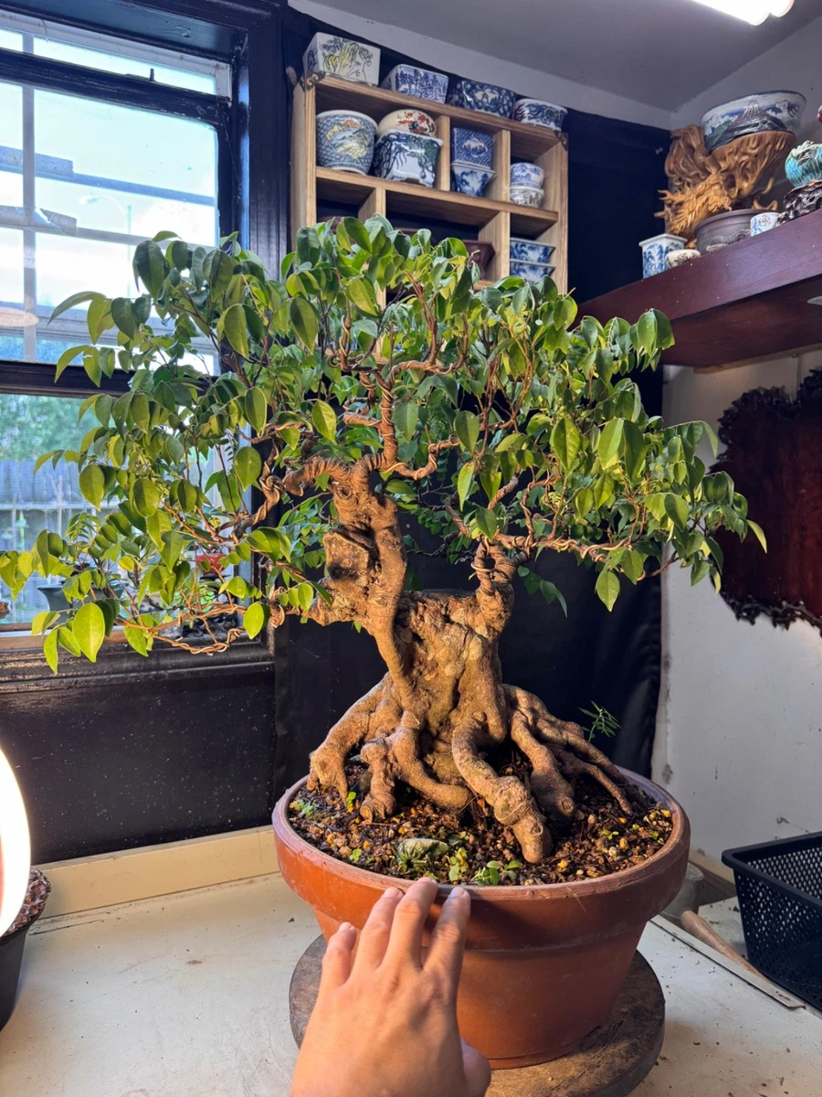 bonsai fruit tree products for sale | eBay