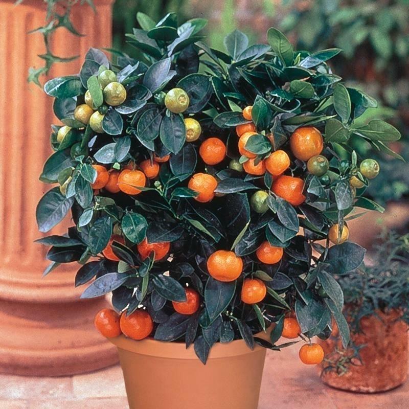 Satsuma