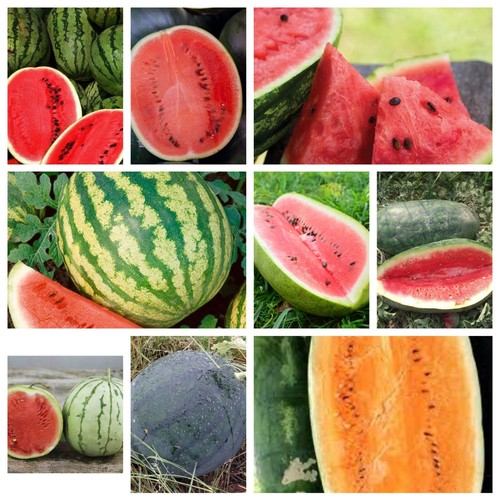 Watermelon Seeds Collection, NONGMO, 9 Varieties, Heirloom, FREE