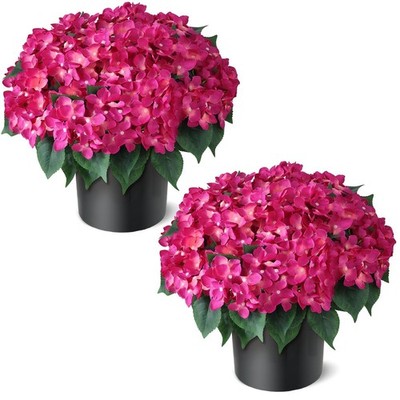FOTEEWL Artificial Hydrangea Flower Topiary Trees - 2 Sets Faux Silk Flower P...