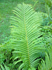 Ostrich (Cinnamon) Fern Crown Home Grown Woodland Bare Root Fern