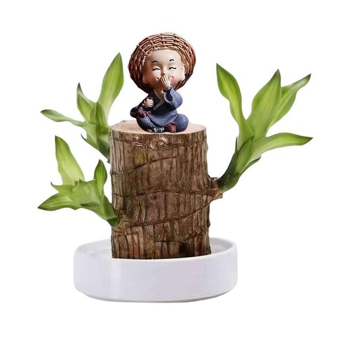 Brazilian Wood Lucky Plant Brazil Wood Potted Plant w/Tray Monk Desktop Decor - Picture 41 of 44